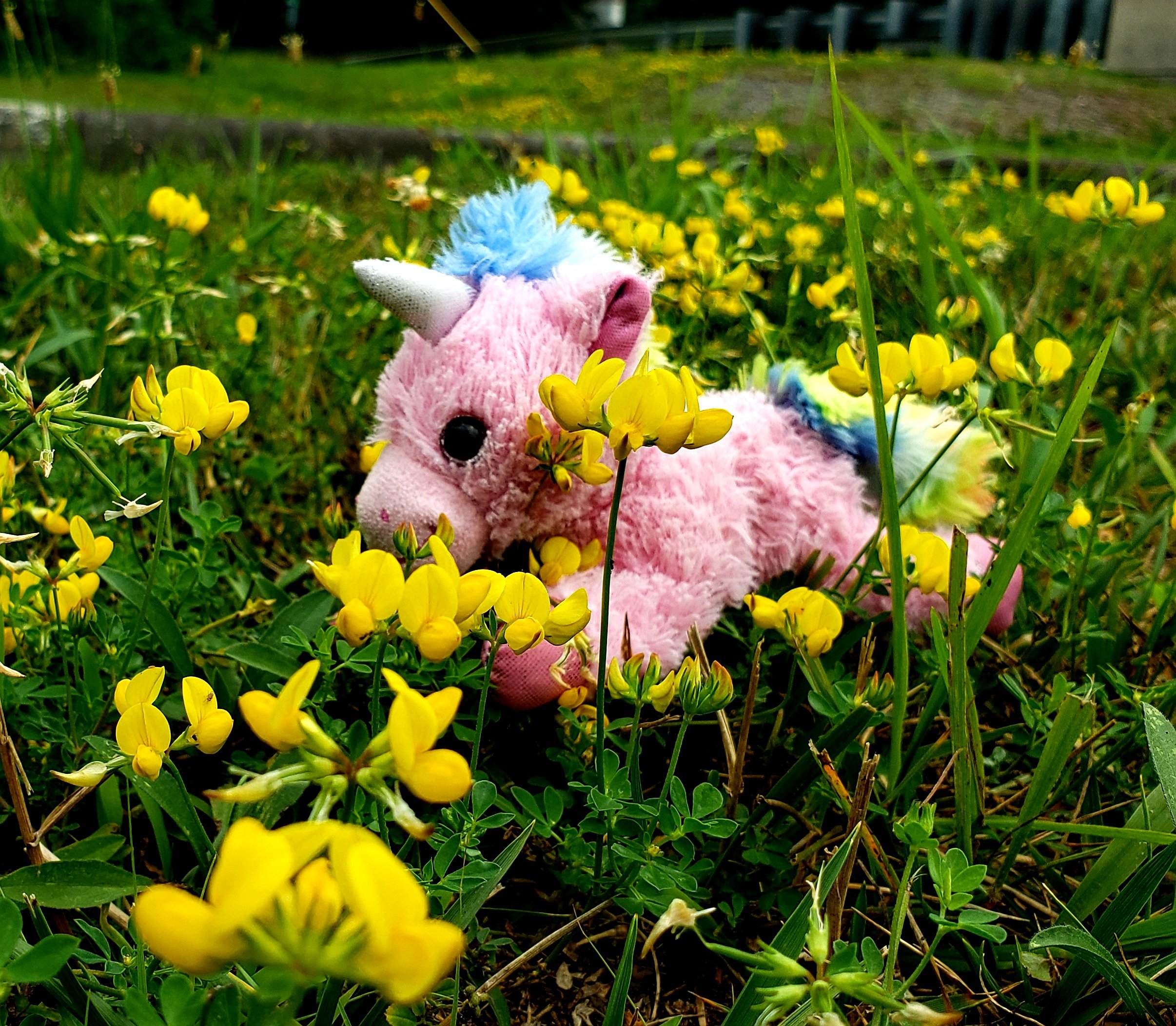 Picking wildflowers